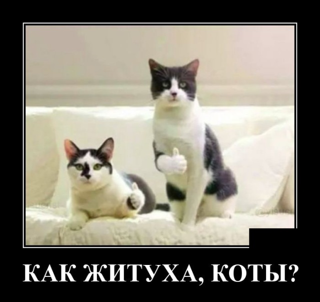 Демотиваторы