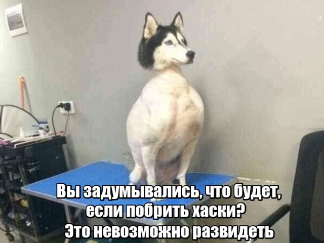 Прикольные картинки