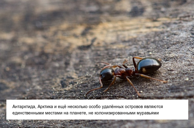 Интересные и невероятные факты об Антарктиде, в которые сложно поверить