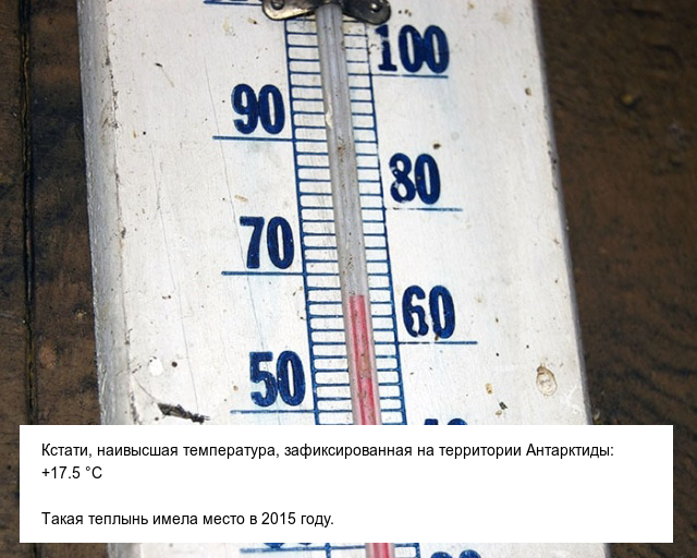 Интересные и невероятные факты об Антарктиде, в которые сложно поверить