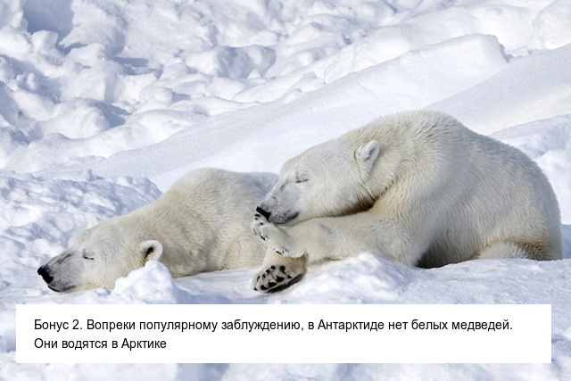 Интересные и невероятные факты об Антарктиде, в которые сложно поверить