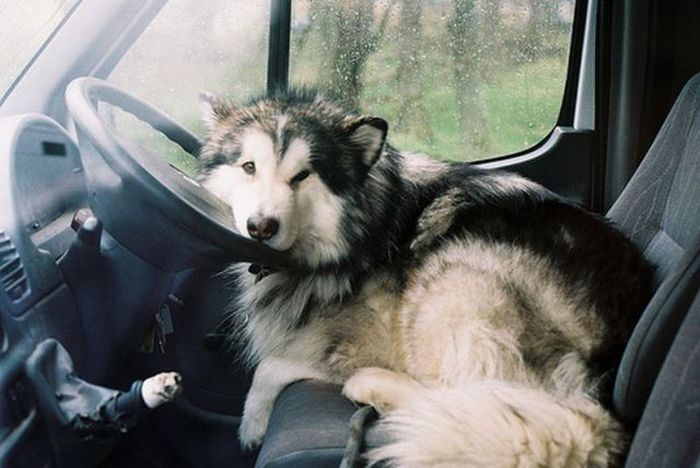 Прикольные картинки