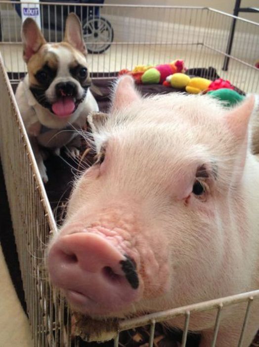 Прикольные картинки