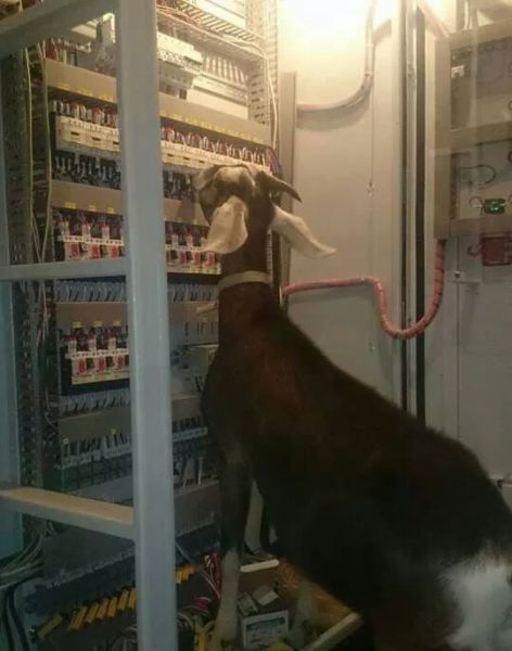 Прикольные картинки (83 фото)