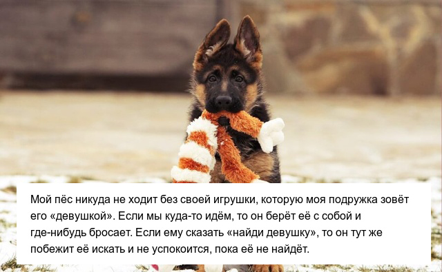 Странные привычки домашних питомцев, которые вызывают много вопросов