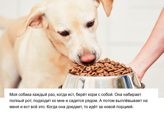 Странные привычки домашних питомцев, которые вызывают много вопросов