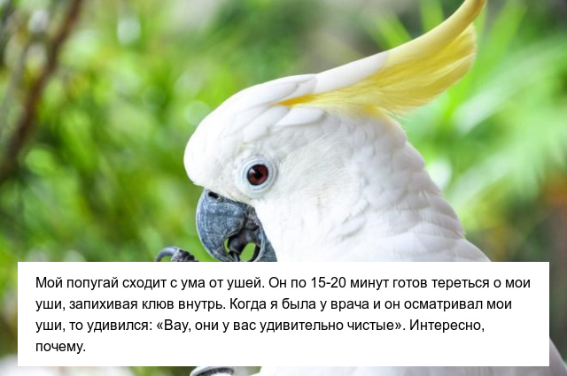 Странные привычки домашних питомцев, которые вызывают много вопросов