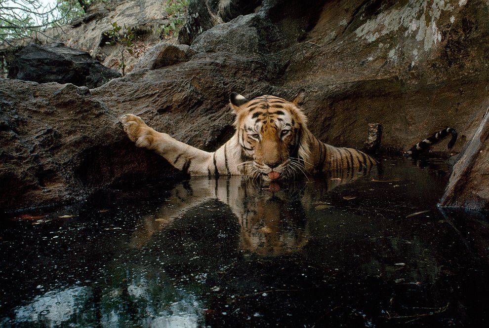 125 лет журналу National Geographic