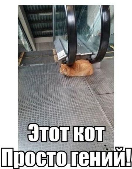 Порция картинок