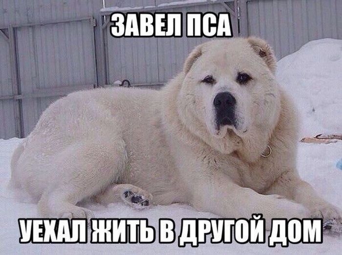Порция картинок