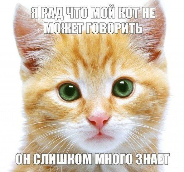 Порция картинок