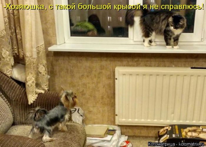 Лучшие котоматрицы недели