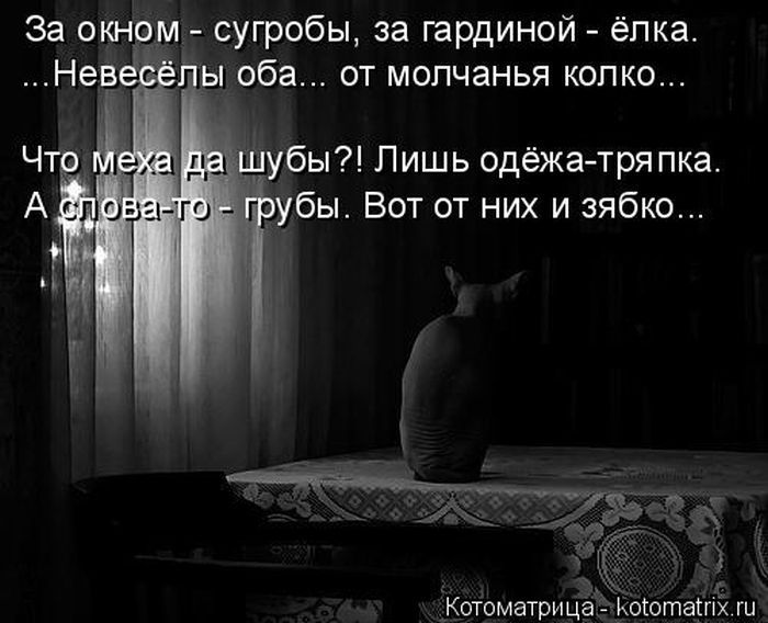Лучшие котоматрицы недели