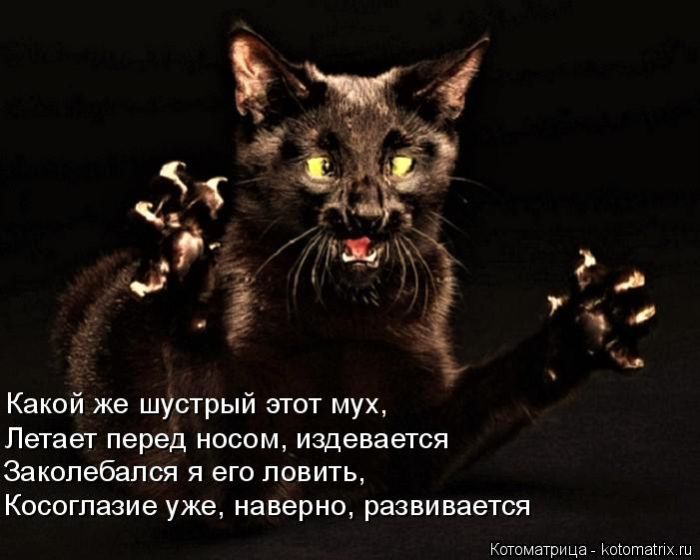 Лучшие котоматрицы недели