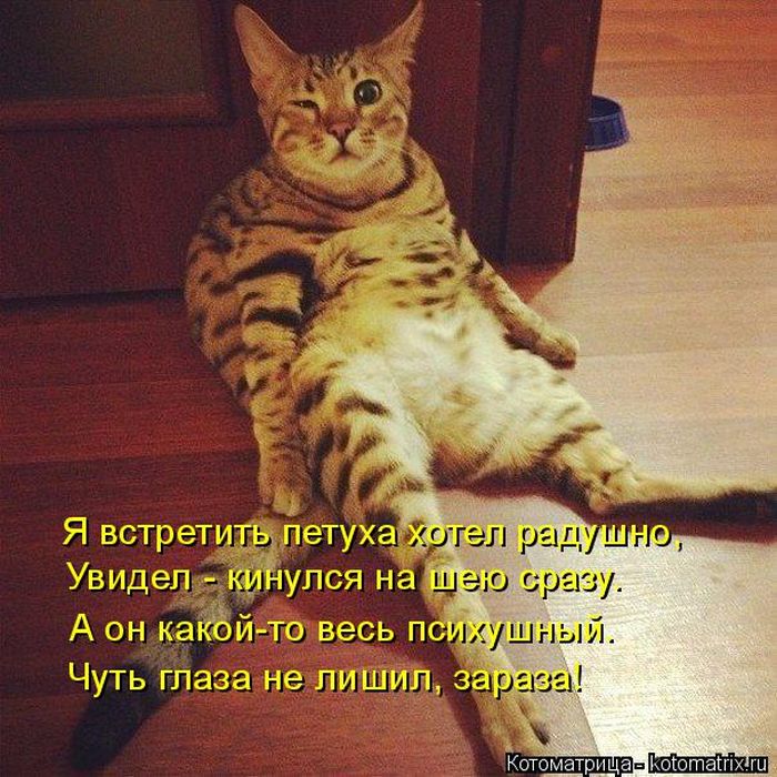 Лучшие котоматрицы недели