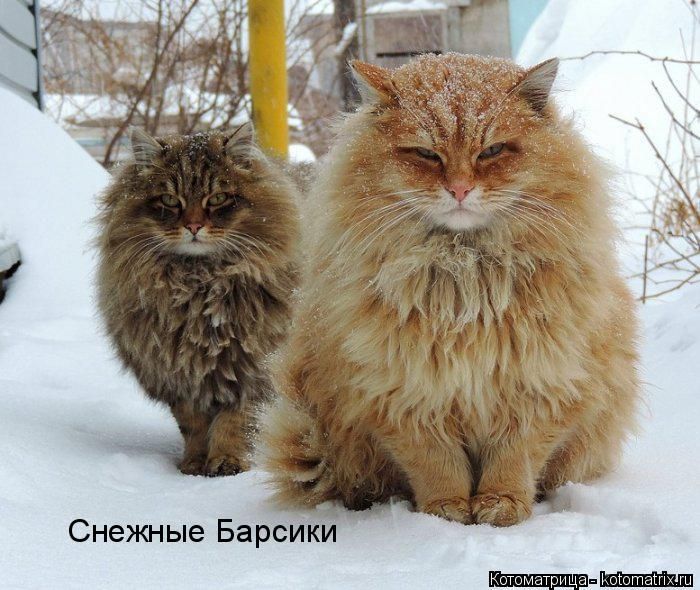 Лучшие котоматрицы недели