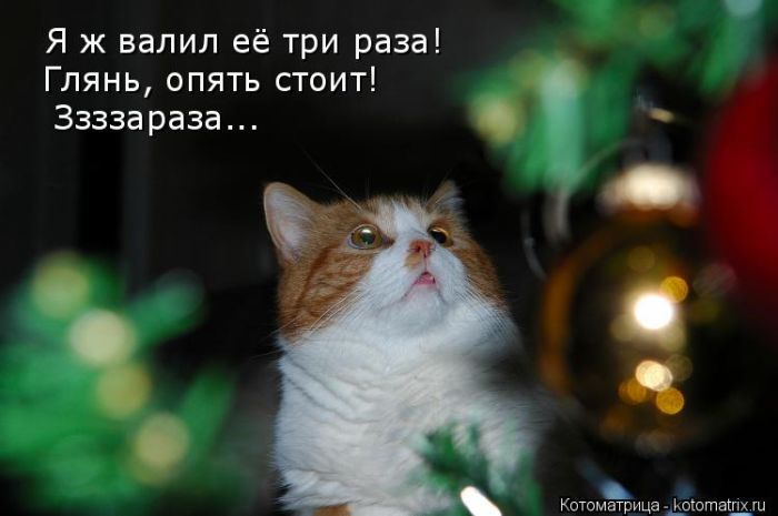 Лучшие котоматрицы недели