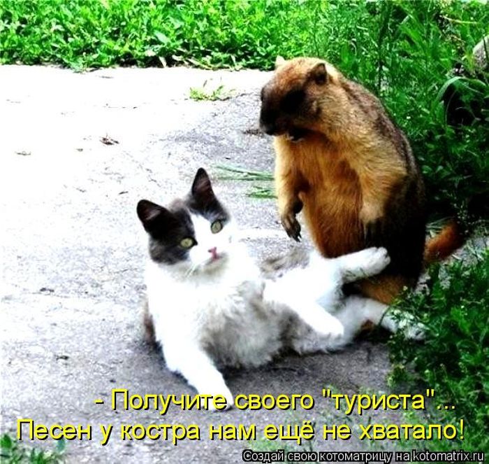 Лучшие котоматрицы недели