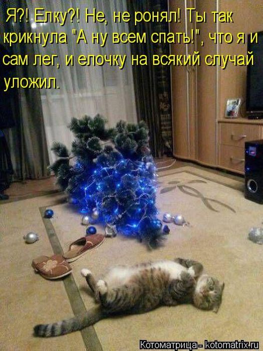 Лучшие котоматрицы недели