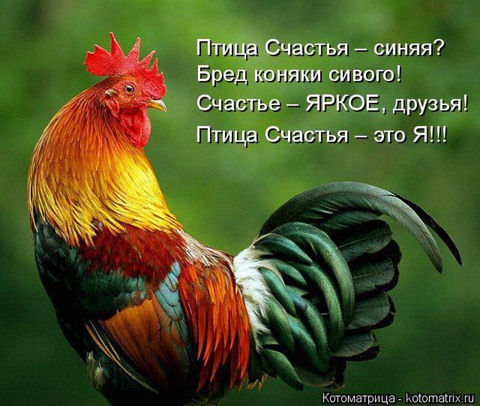 Лучшие котоматрицы недели