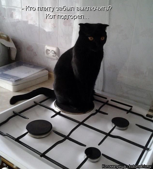 Лучшие котоматрицы недели