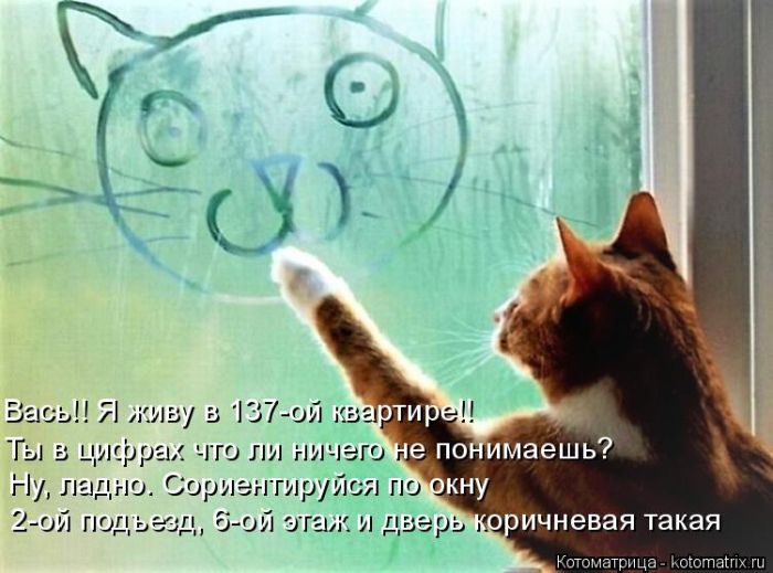 Лучшие котоматрицы недели