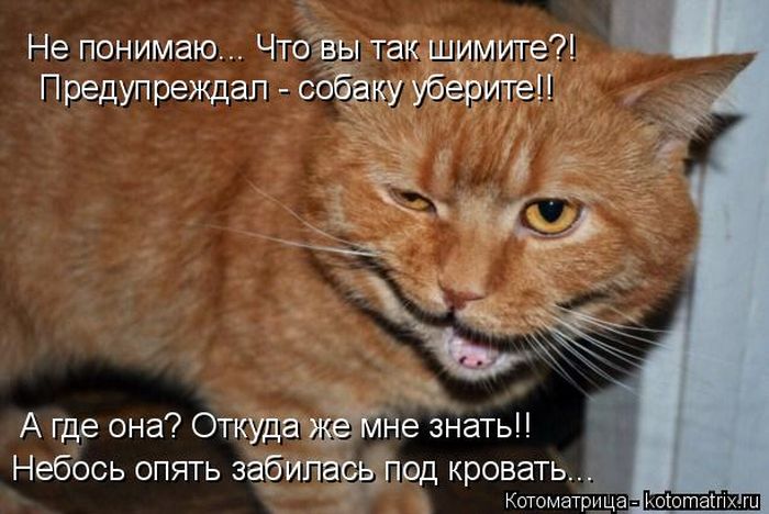 Лучшие котоматрицы недели
