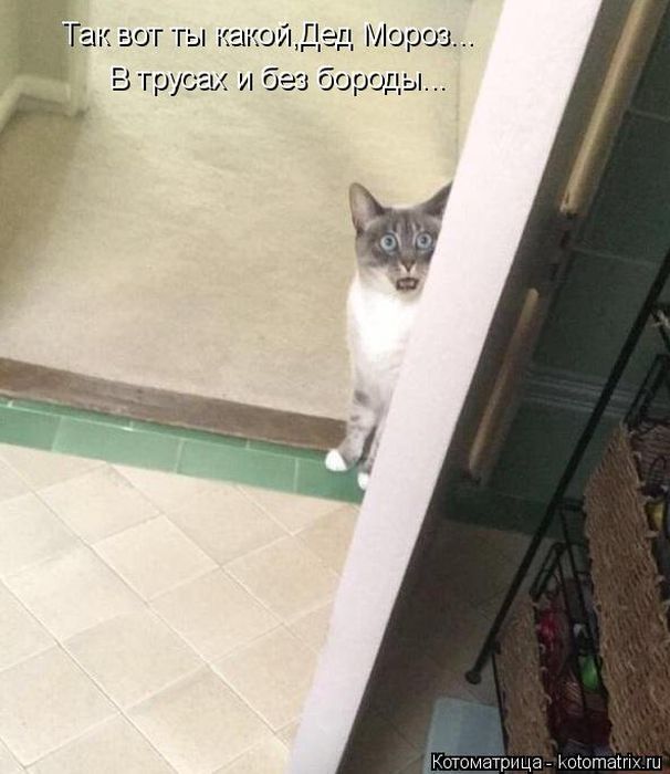 Лучшие котоматрицы недели