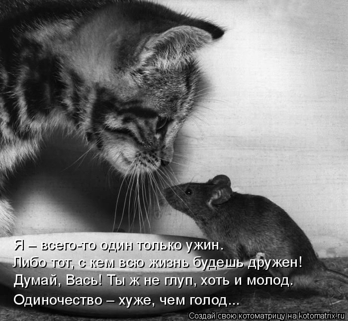 Лучшие котоматрицы недели