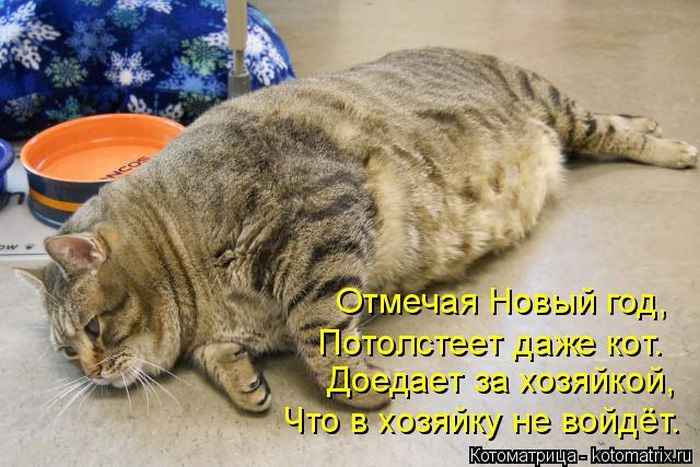 Лучшие котоматрицы недели