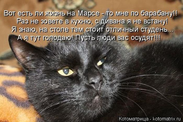 Лучшие котоматрицы недели