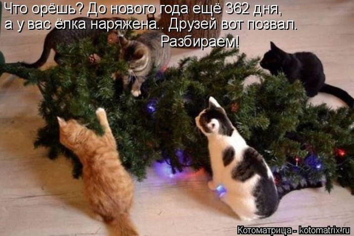 Лучшие котоматрицы недели