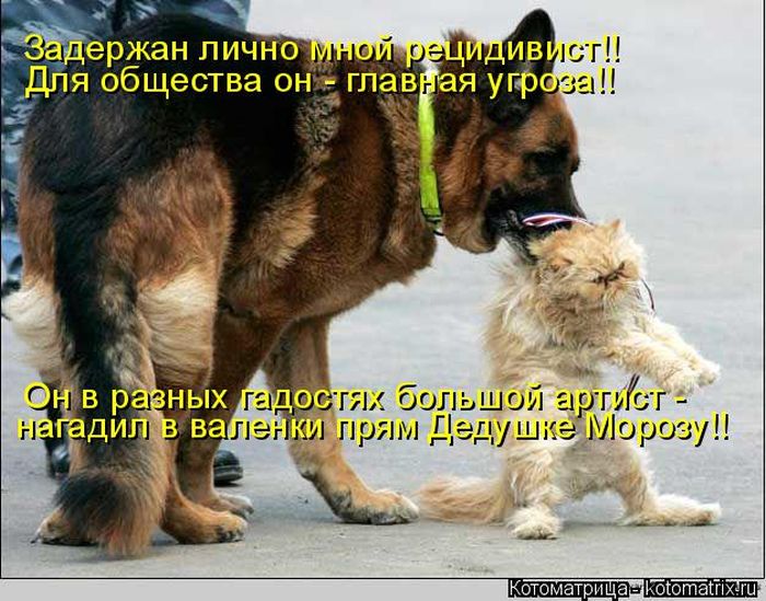 Лучшие котоматрицы недели