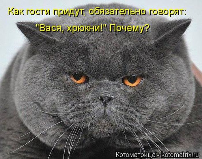 Лучшие котоматрицы недели
