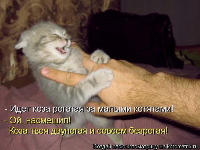 Лучшие котоматрицы недели