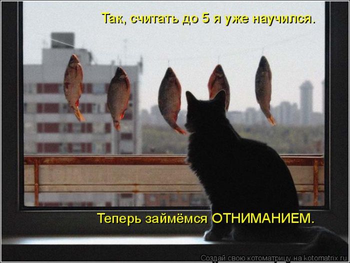 Лучшие котоматрицы недели