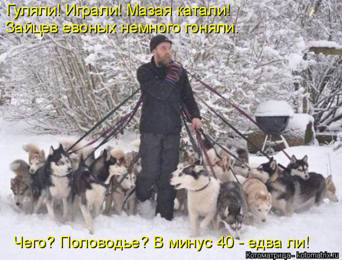 Лучшие котоматрицы недели