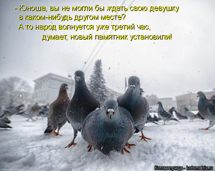 Лучшие котоматрицы недели