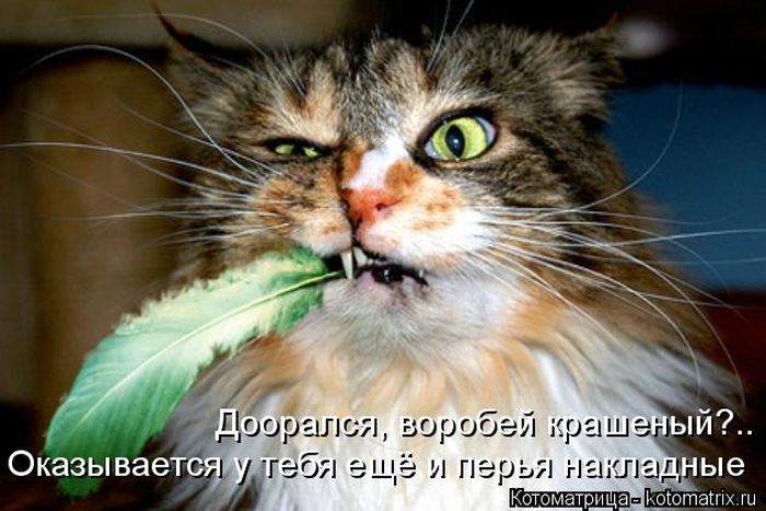 Лучшие котоматрицы недели