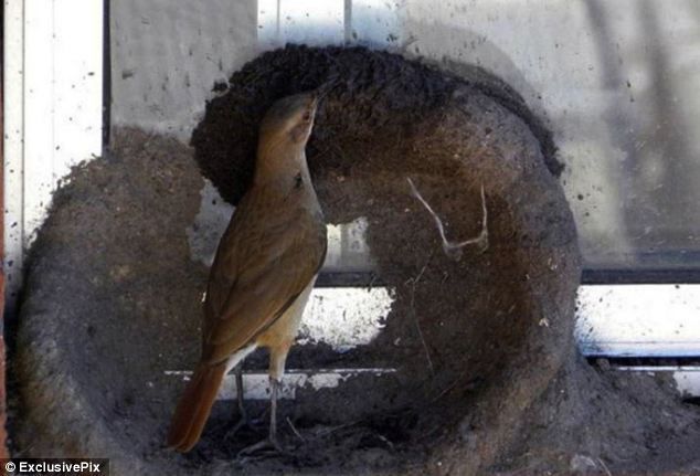 Как птица вьет гнездо