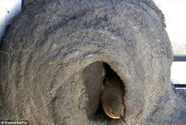 Как птица вьет гнездо