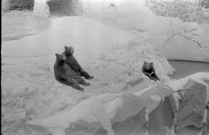 Старые фото Московского зоопарка (14 фото)