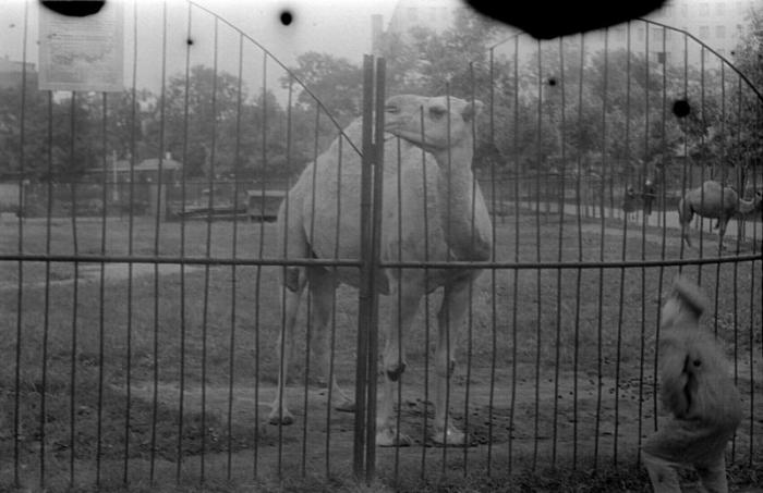 Старые фото Московского зоопарка