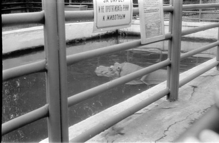 Старые фото Московского зоопарка