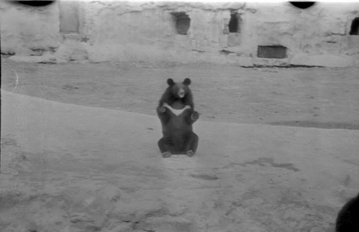 Старые фото Московского зоопарка