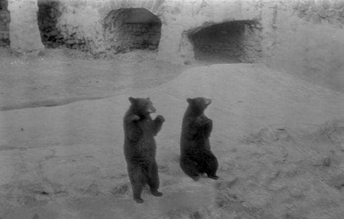 Старые фото Московского зоопарка