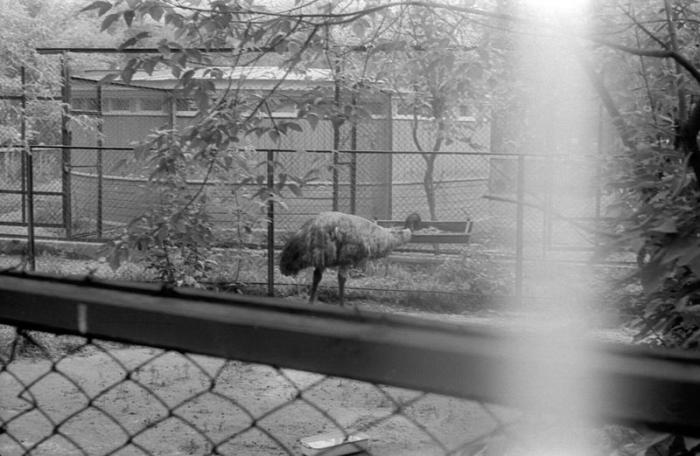 Старые фото Московского зоопарка