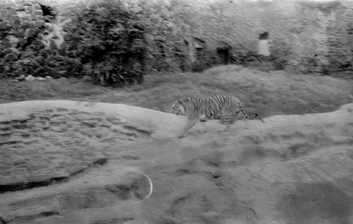 Старые фото Московского зоопарка