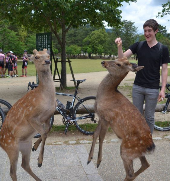 Порция картинок