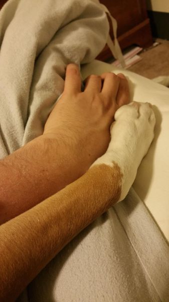 Порция картинок